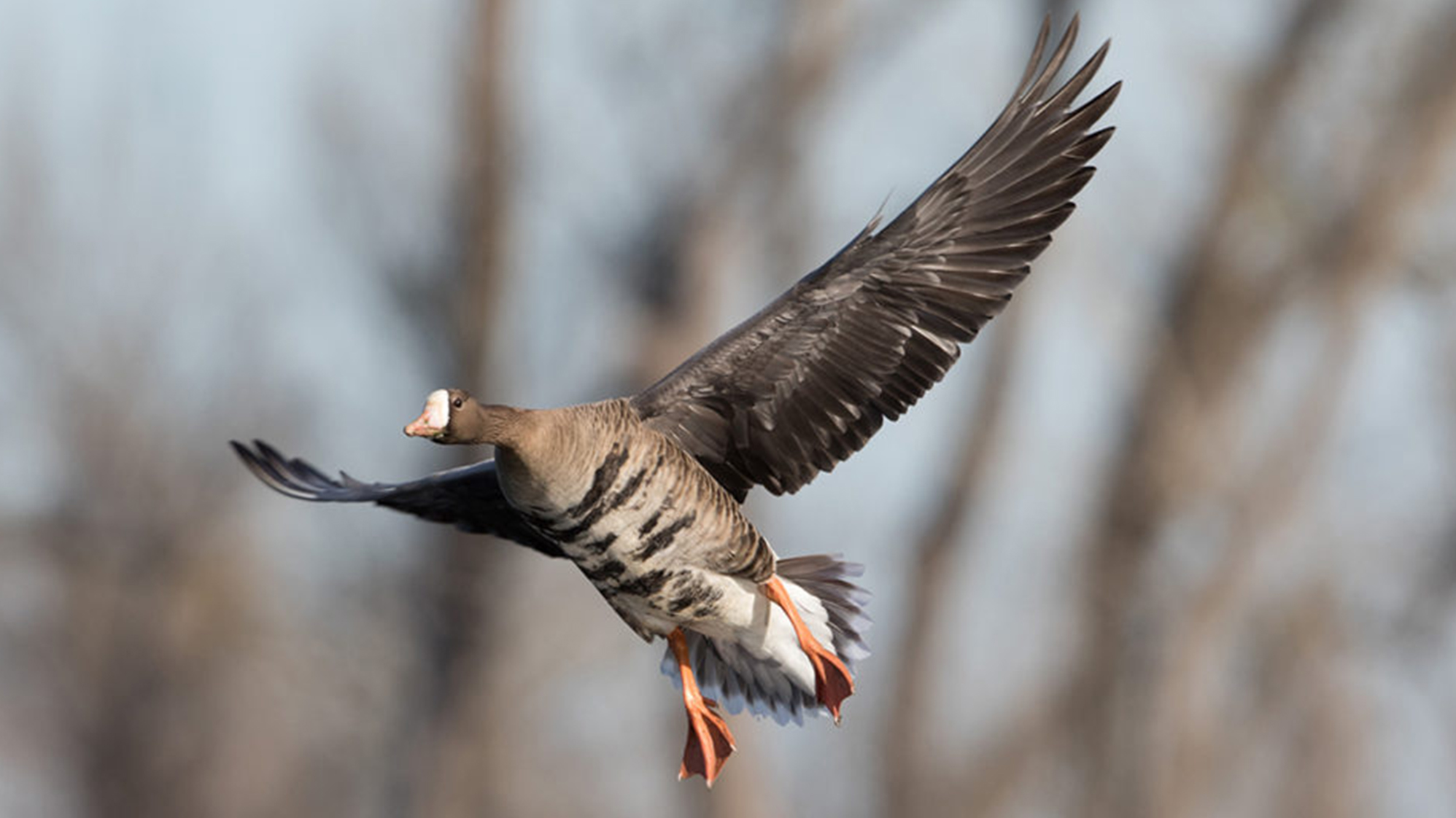 Featured Image for Most Common Species of Ducks & Geese in North America - Mallard Duck | Snow Goose